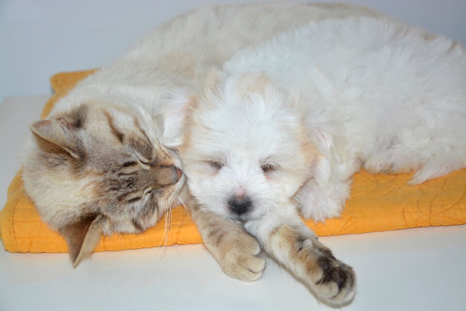 Animals domestic animal dog cat
