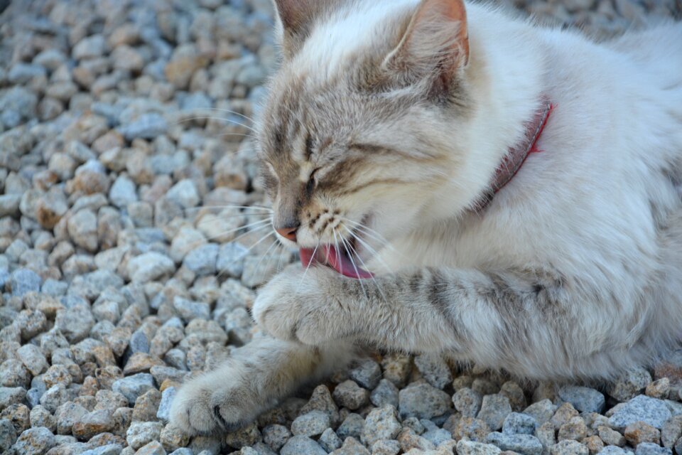 Feline animal domestic animal