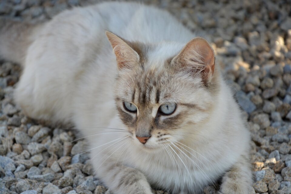 Feline animal domestic animal