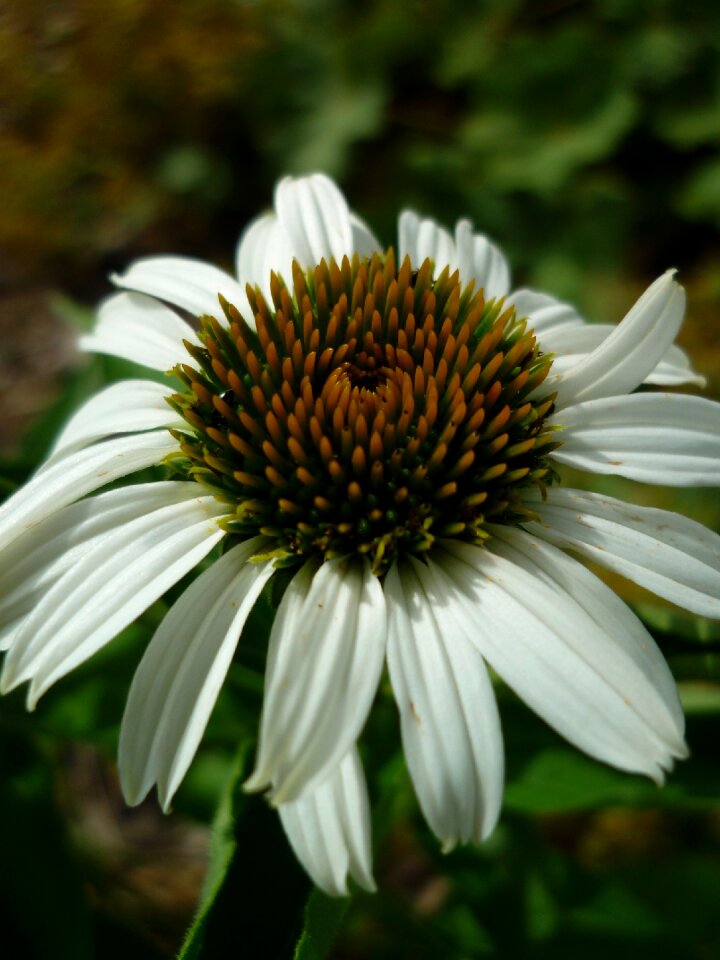 Bloom nature garden flower