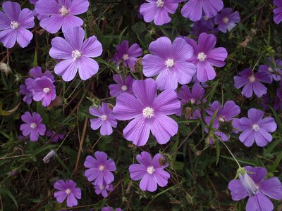 Wild flower flowers spring