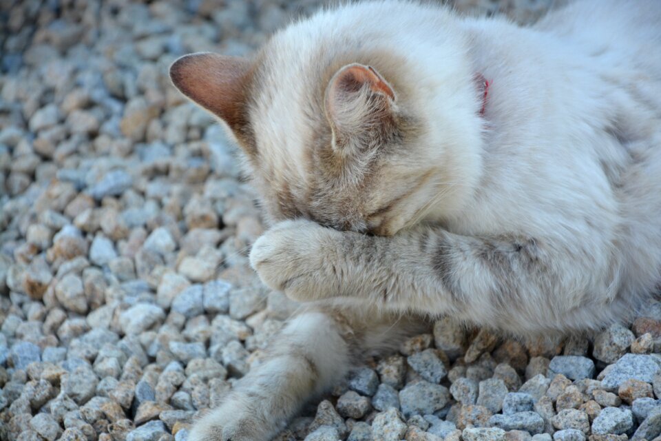 Feline animal domestic animal