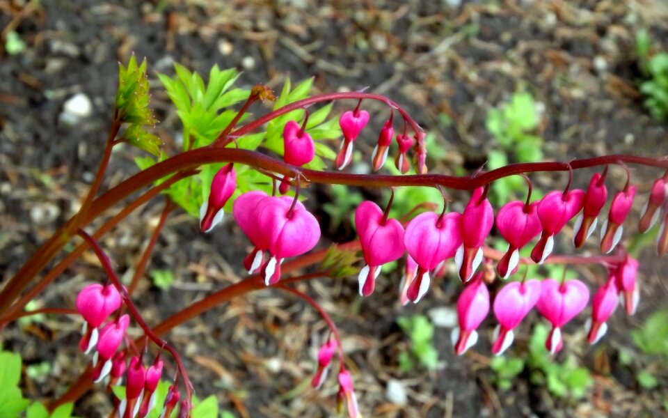 Spring blooming flowers garden