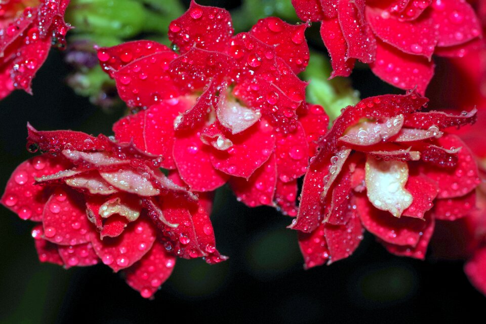 Raspberry red water