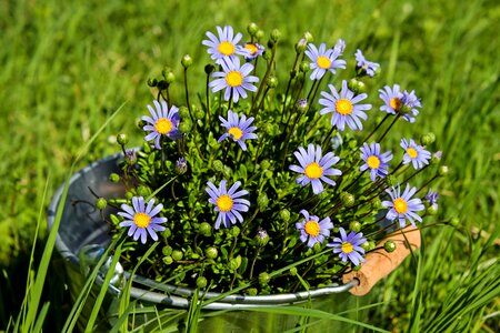 Purple spring flowers flower garden