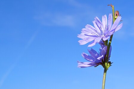Cichorium intybus summer flower field