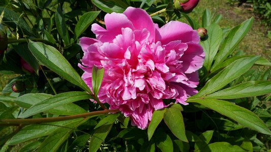 Spring flower blossom