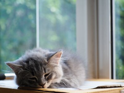 Cute the sleeping relax