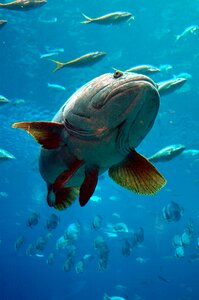 Tropical underwater marine