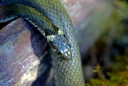 Grass snake snakes Free photos