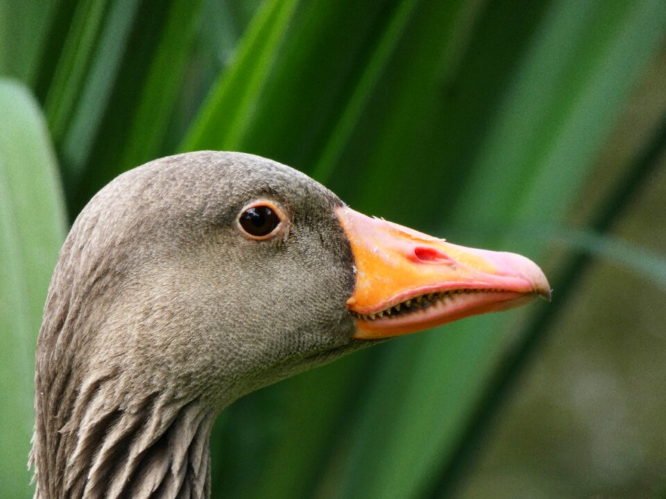 Bill bird head bird