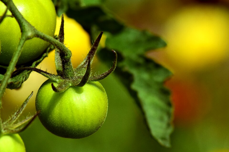 Vegetables immature food