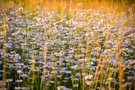 Nature flowers of the field white daisies