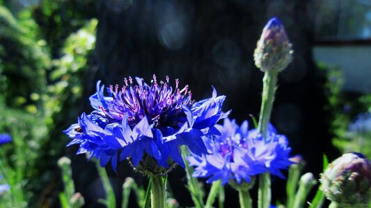 Garden blossom nature