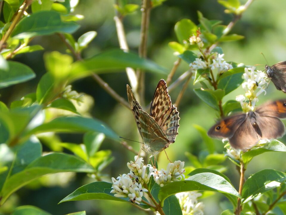 Fritillary insect butterflies
