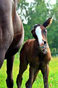 Thoroughbred arabian brown mold pasture photo