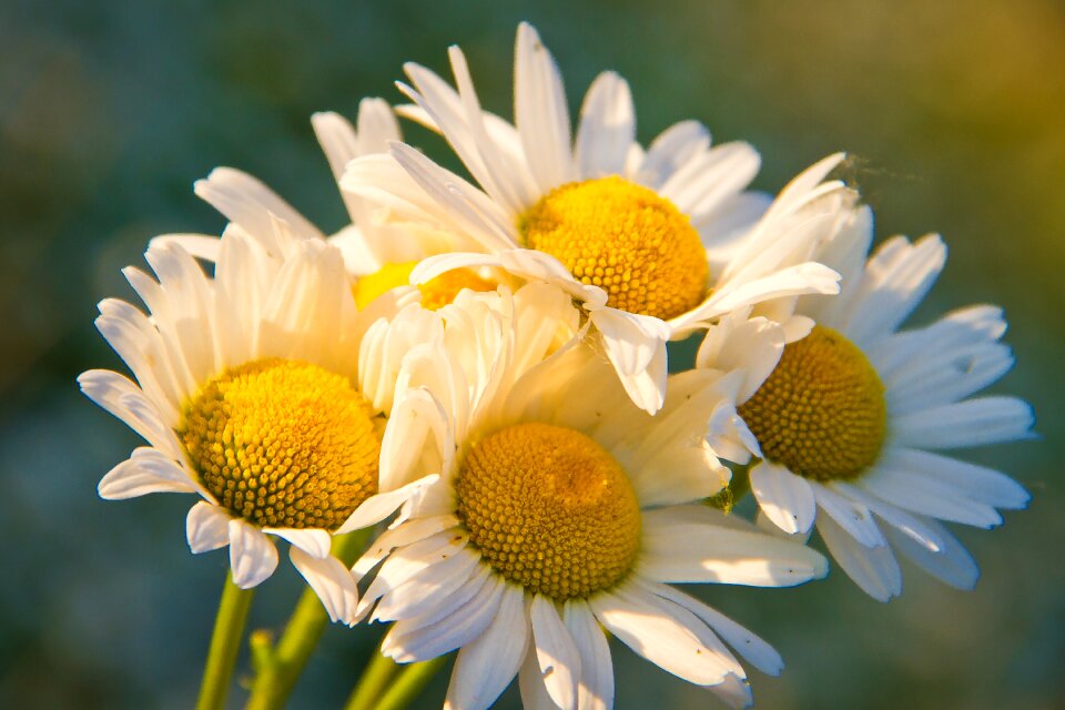 Petals flower white