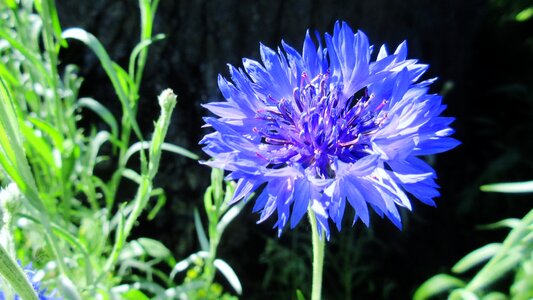Garden blossom nature