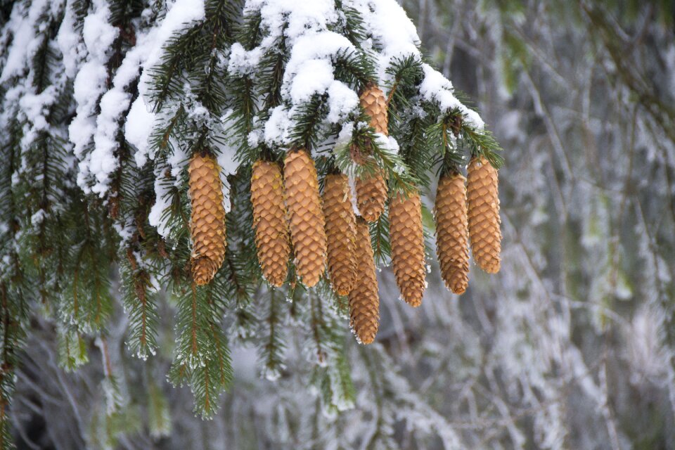 Coniferous tree nature