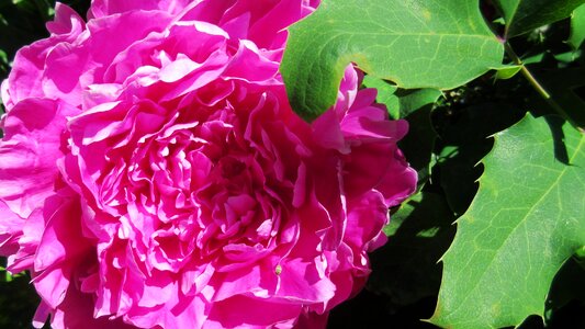 Pink nature blossom