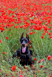 Doberman dog lies poppy field