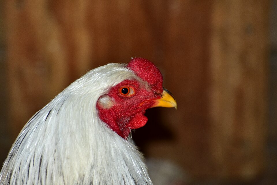 Gockel poultry animal
