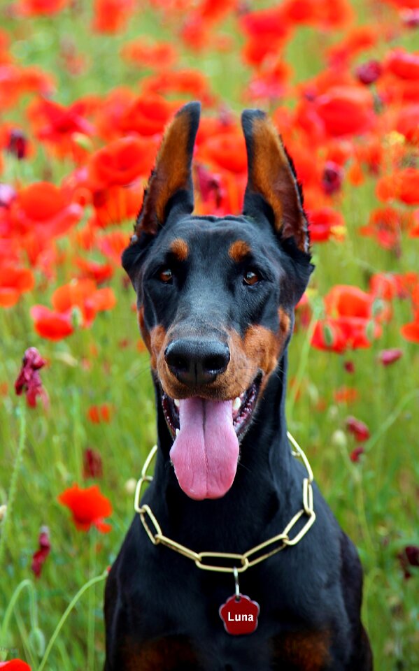 Doberman dog fejkép poppy portrait