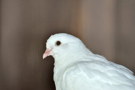 Beautiful plumage white dove photo