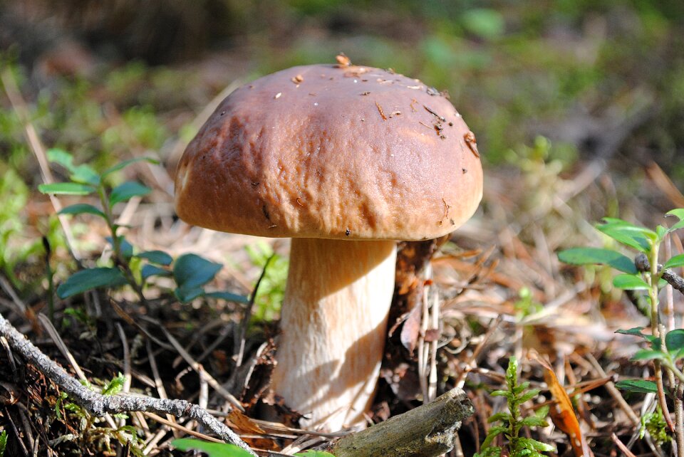 Autumn plant food
