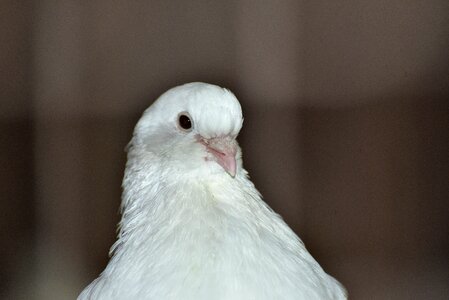 Beautiful plumage white dove photo