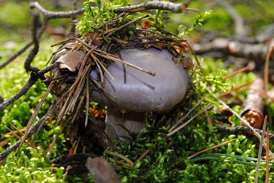 Autumn plant food