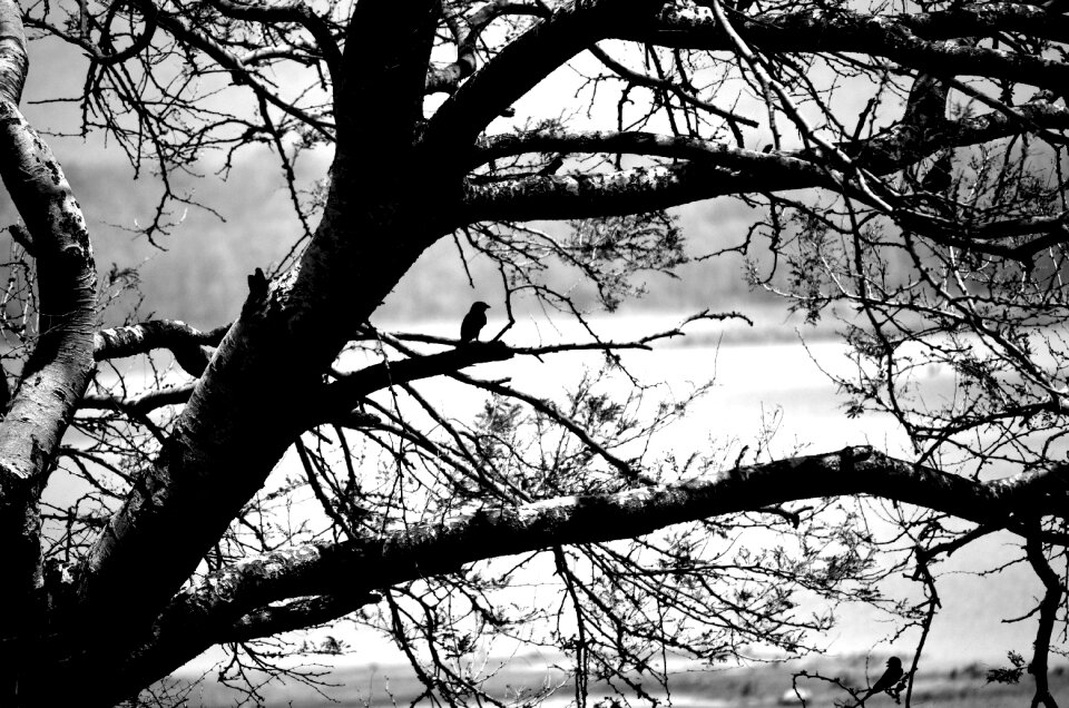 Black tree gray alone
