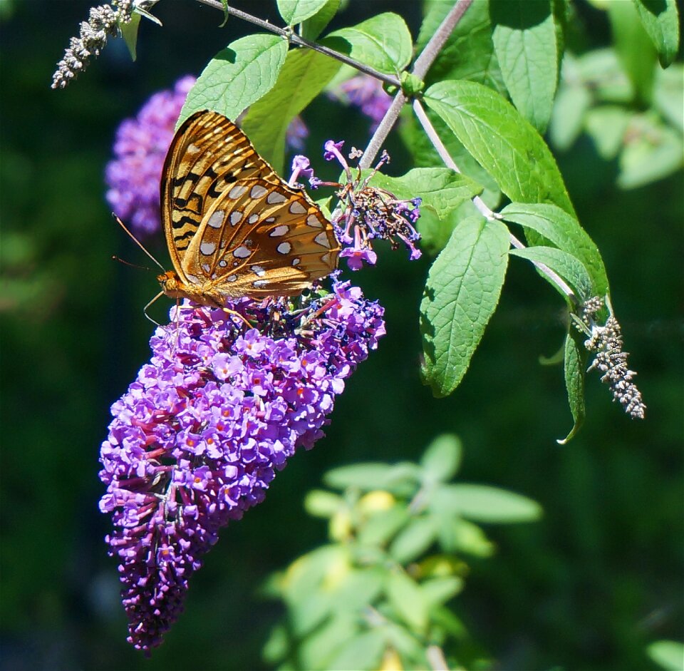 Insect butterfly bush flowers