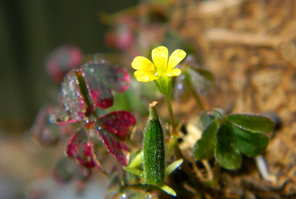 Nature spring floral