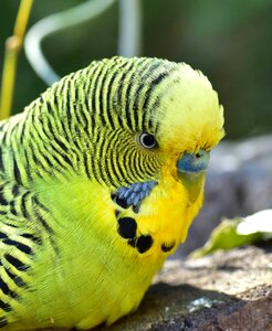 Parakeets pets animal world photo
