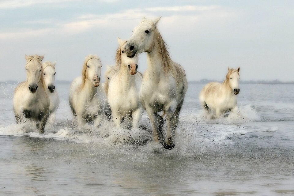 Horseback riding standard mare