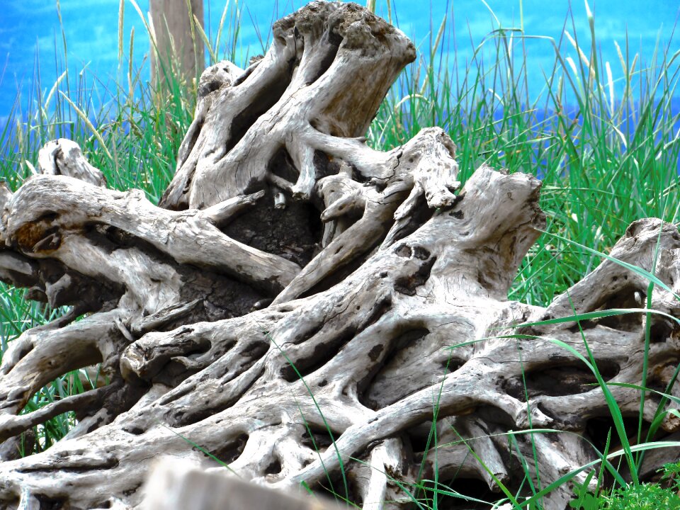 Beach landscape tree