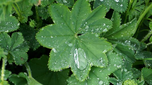 Green drop of water nature