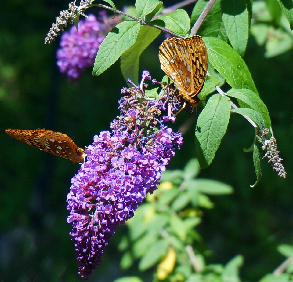 Insect butterfly bush flowers photo