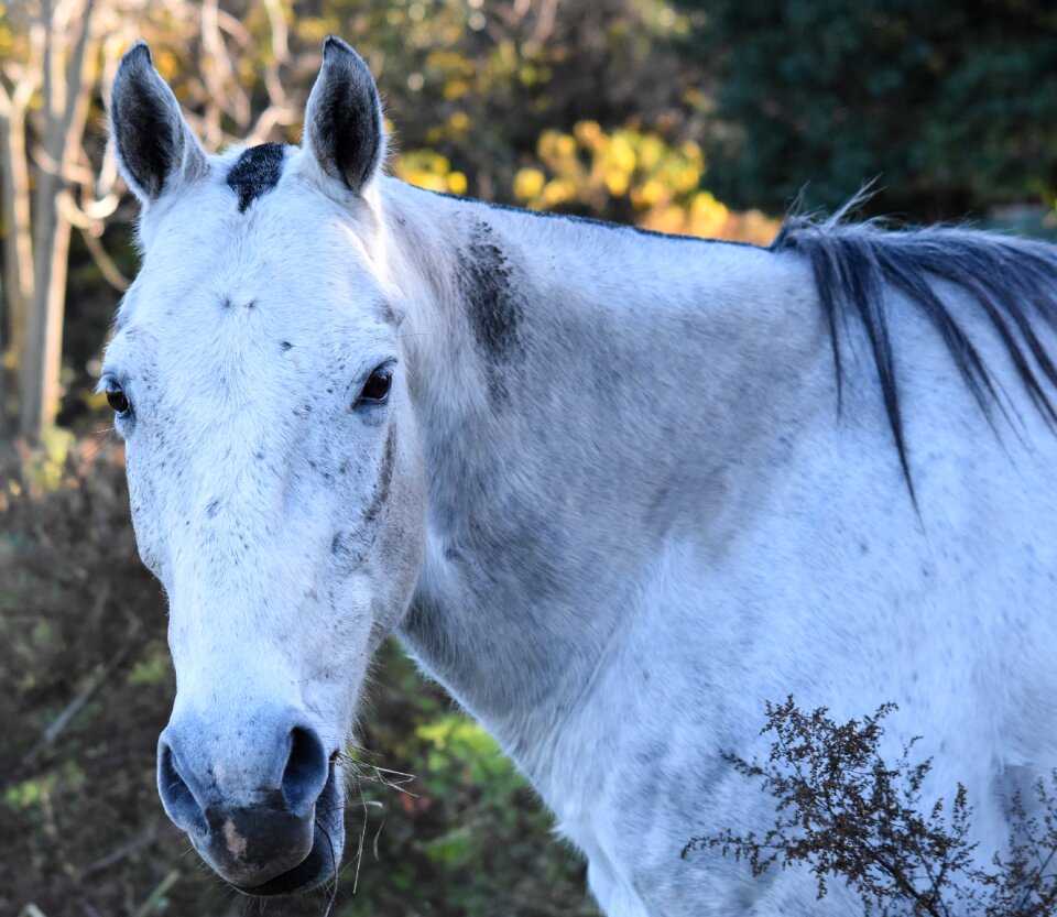 Meek dapple four legged