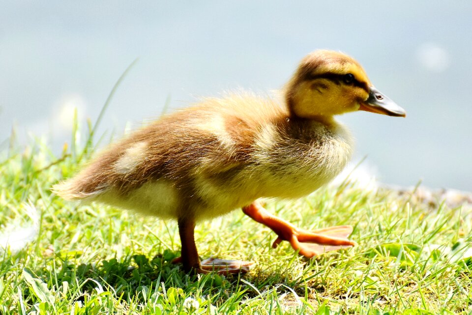 Cute feather plumage