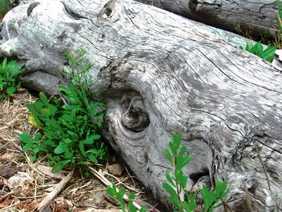 Driftwood coast tree
