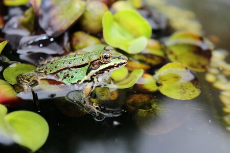 Amphibian animal pond photo