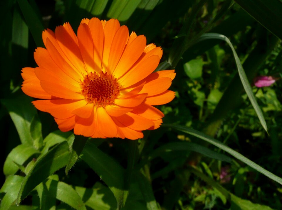 Marigold flowers orange flower