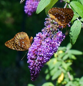 Insect butterfly bush flowers