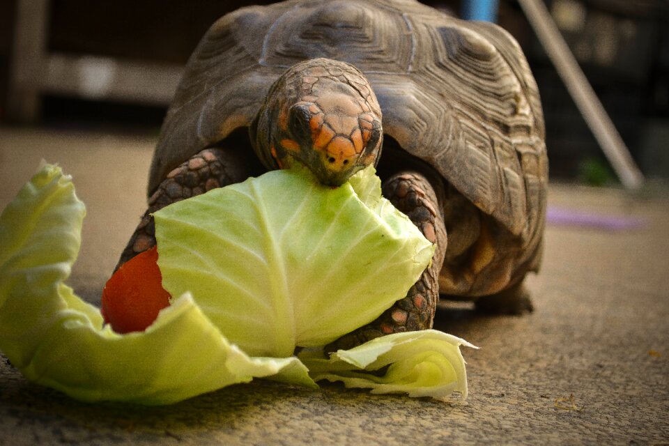 Turtle nature tortoise