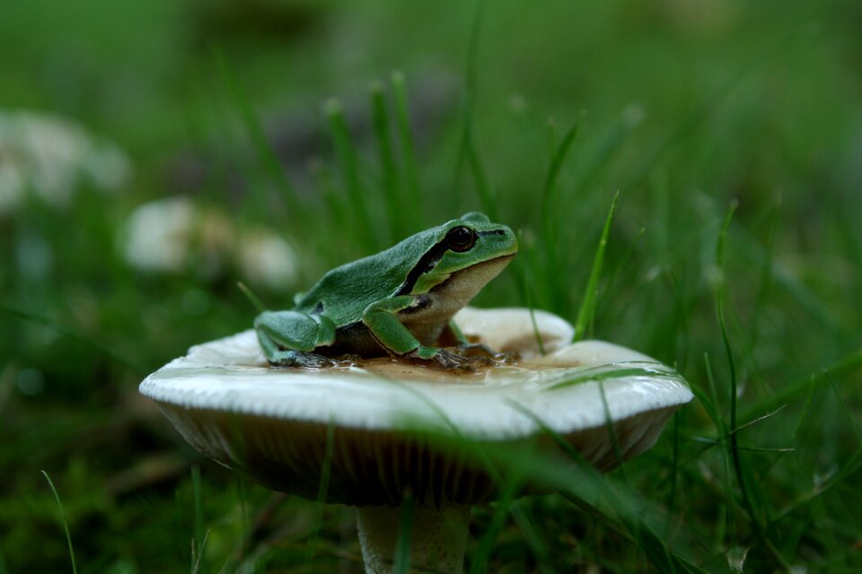 Mushroom garden grass