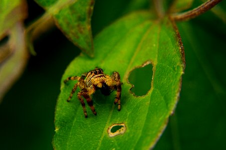 Door of the devil nature arachnid spiders