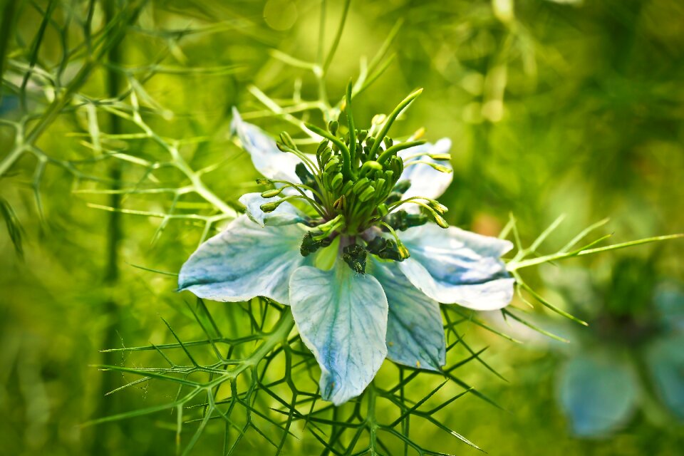Blossom bloom pointed flower