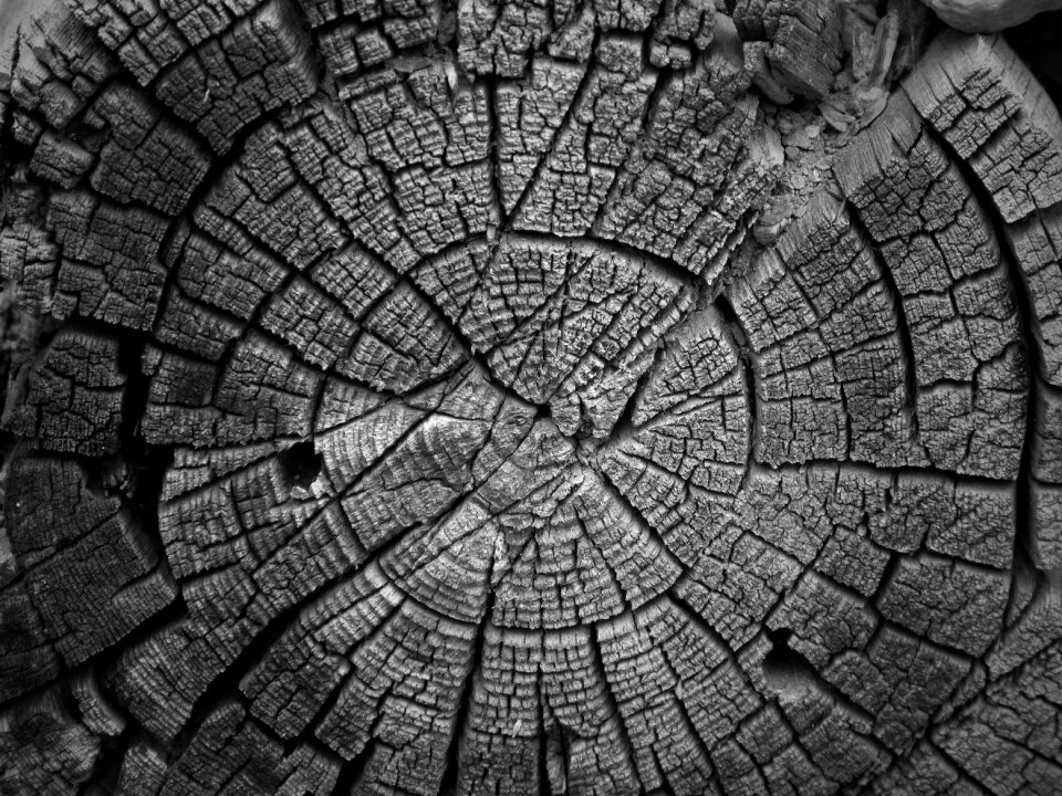 Old wood rings cross-section